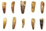 Lot: to Bargain Spinosaurus Teeth - Pieces #133418-1